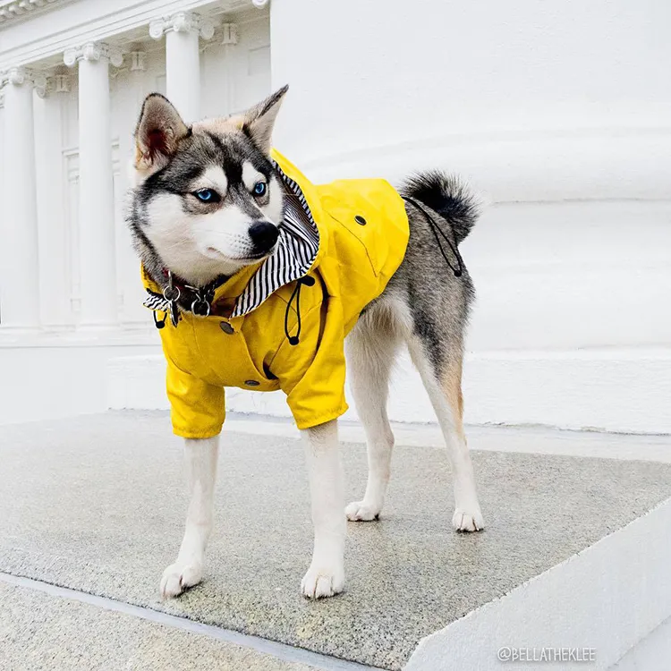 Yellow Zip Up Waterproof Dog Raincoat | Petiboo Dog Clothes