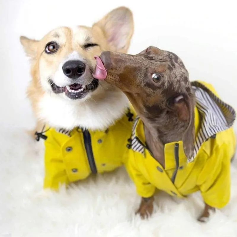 Yellow Zip Up Waterproof Dog Raincoat | Petiboo Dog Clothes