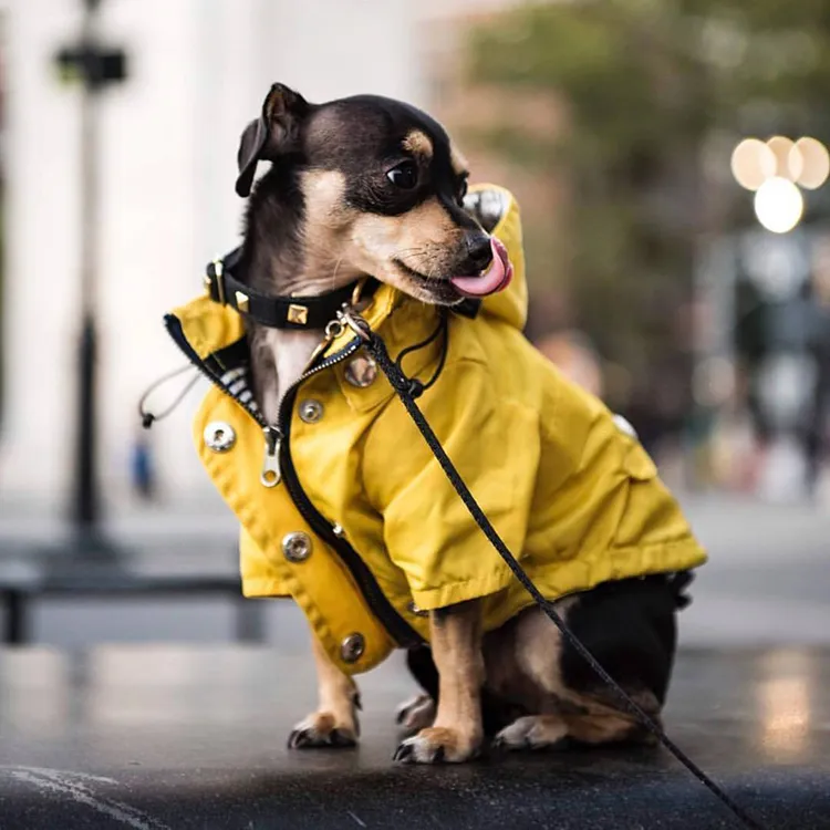 Yellow Zip Up Waterproof Dog Raincoat | Petiboo Dog Clothes